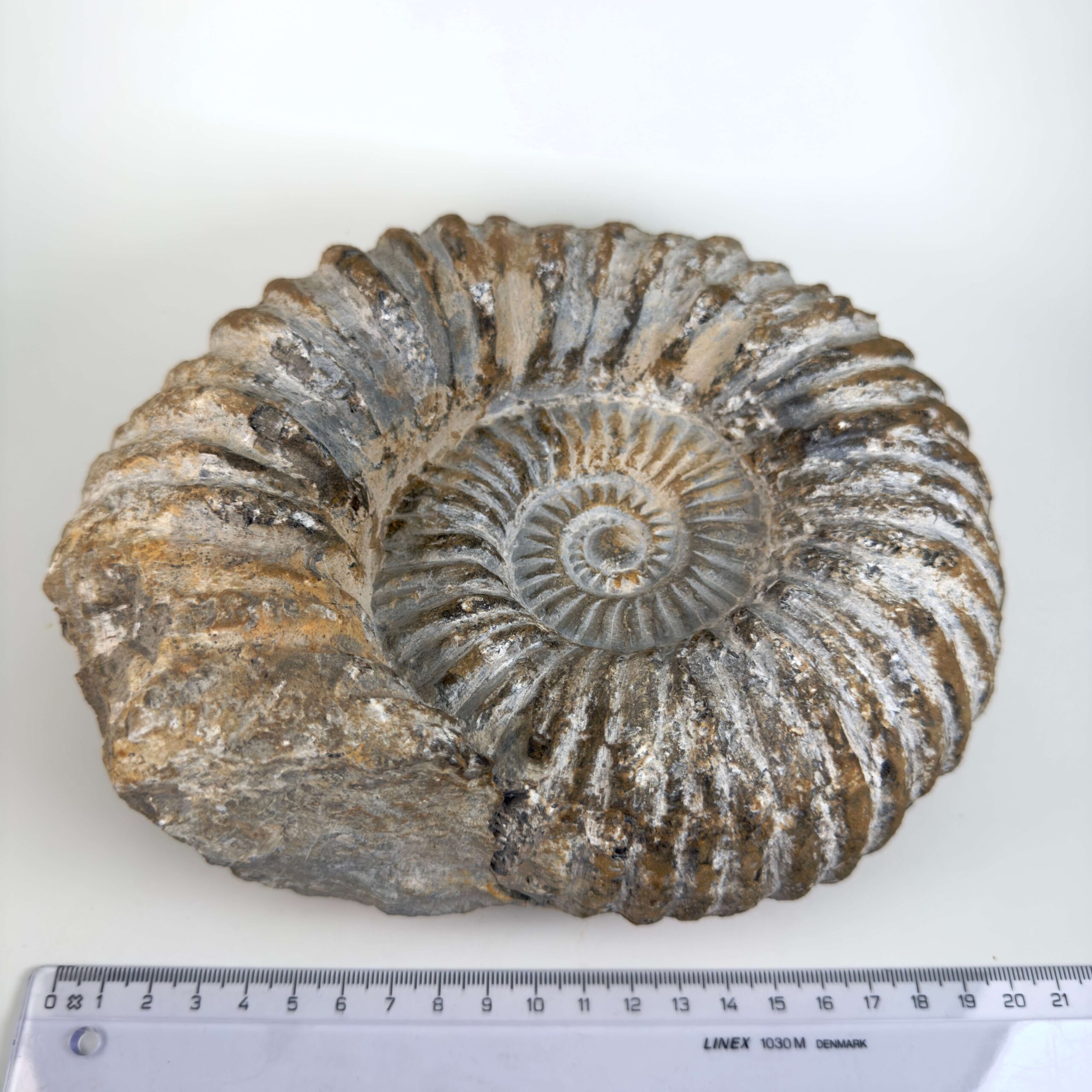 Unikt råt Ammonit fossil med bevaret skalform og individuel overflade