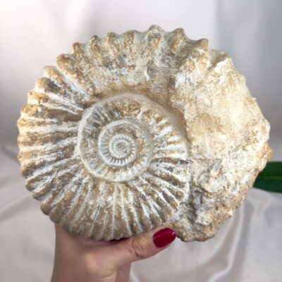 Ammonit Fossil Nr. 68 set forfra med karakteristisk spiral og rå fossil overflade