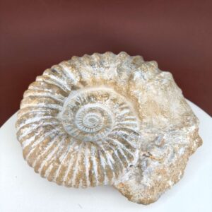 Naturhistorisk Ammonit fossil med tydelige ribber og naturligt bevaret struktur