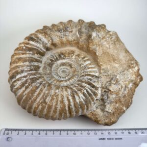 Naturhistorisk Ammonit fossil med tydelige ribber og naturligt bevaret struktur