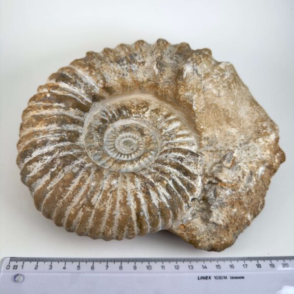 Naturhistorisk Ammonit fossil med tydelige ribber og naturligt bevaret struktur