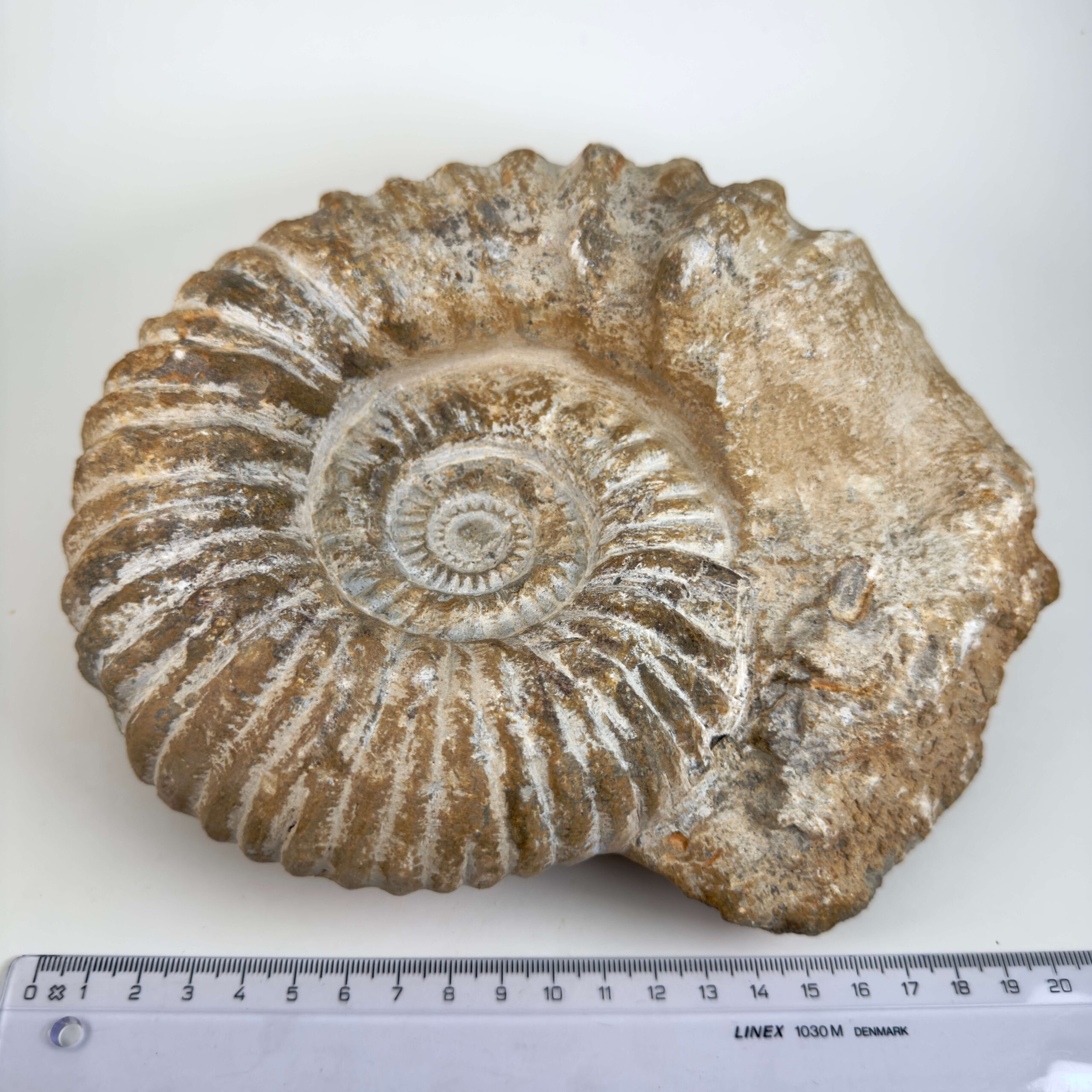 Naturhistorisk Ammonit fossil med tydelige ribber og naturligt bevaret struktur