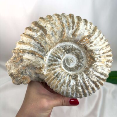 Ammonit Fossil Nr. 69 set forfra med naturlige ribber og tydeligt bevaret spiral