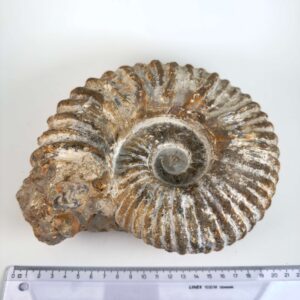 Unikt råt Ammonit fossil med uregelmæssig form og fossil skalstruktur