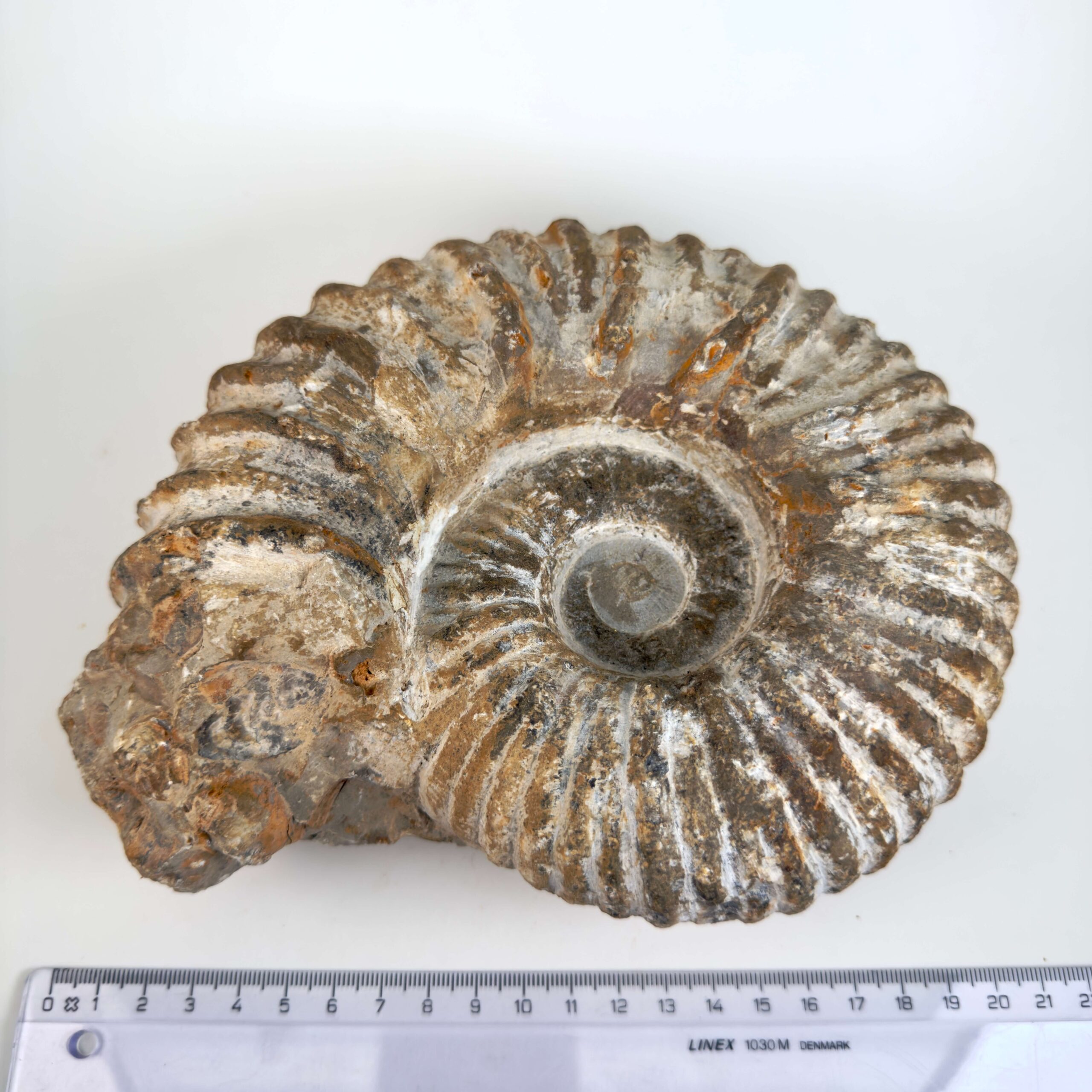 Unikt råt Ammonit fossil med uregelmæssig form og fossil skalstruktur