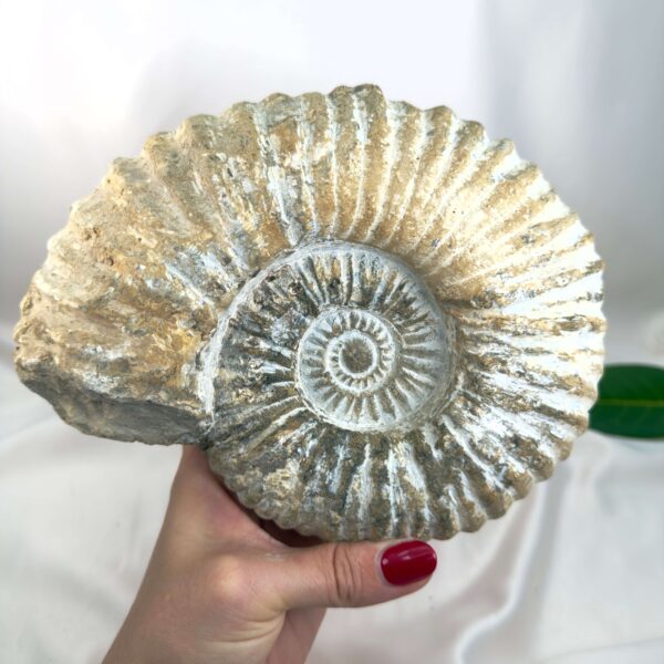 Ammonit Fossil Nr. 70 set forfra med rå struktur og karakteristisk fossil spiral