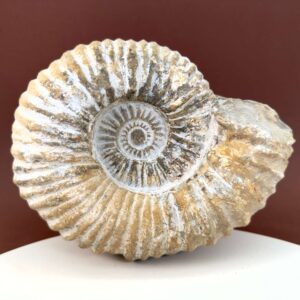 Råt Ammonit fossil med naturligt bevarede ribber og individuel form