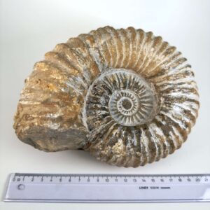 Råt Ammonit fossil med naturligt bevarede ribber og individuel form