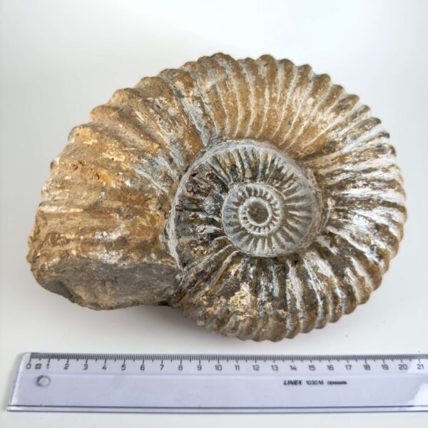 Råt Ammonit fossil med naturligt bevarede ribber og individuel form