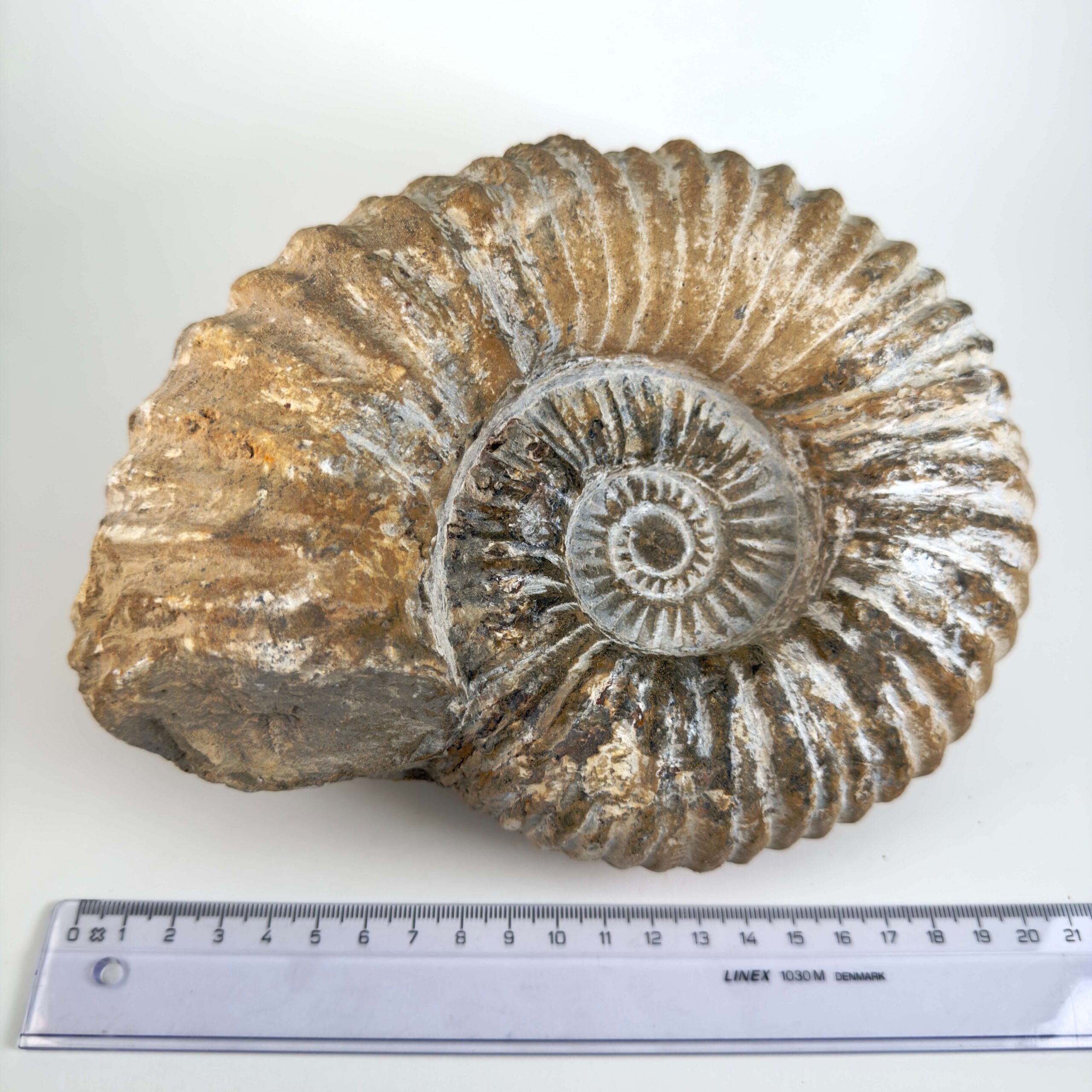 Råt Ammonit fossil med naturligt bevarede ribber og individuel form