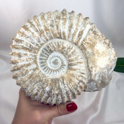 Ammonit Fossil Nr. 71 set forfra med tydelige fossilribber og naturlig spiralform