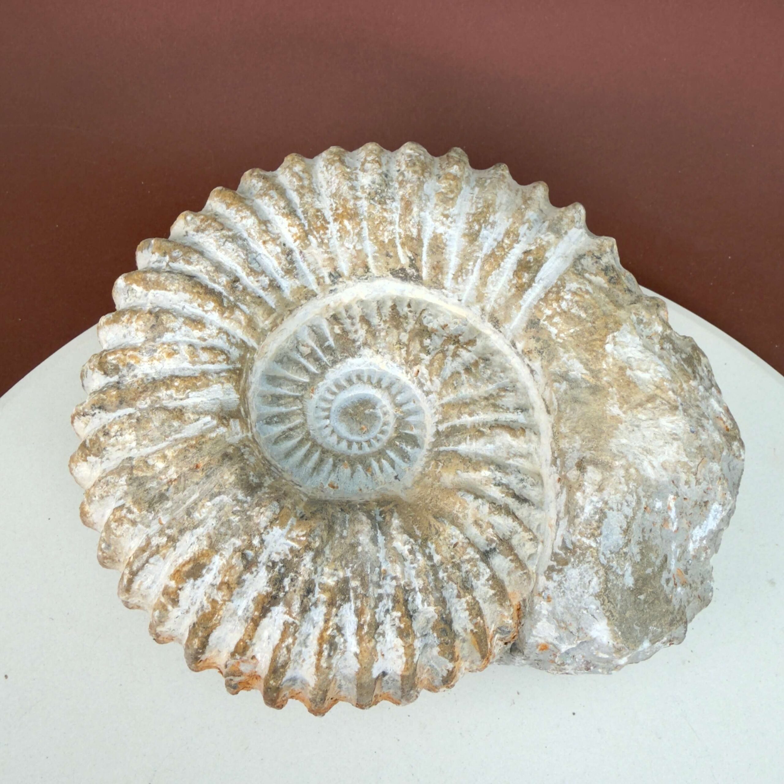 Unikt naturhistorisk Ammonit fossil med rå overflade og uregelmæssig kant