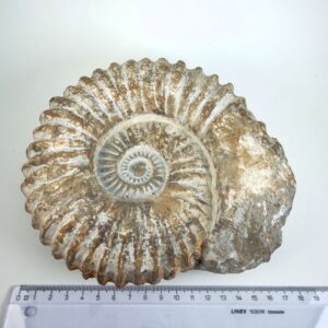 Unikt naturhistorisk Ammonit fossil med rå overflade og uregelmæssig kant