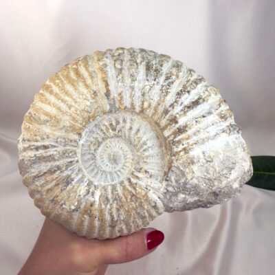 Ammonit Fossil Nr. 72 set forfra med naturligt bevaret spiral og rå fossil struktur