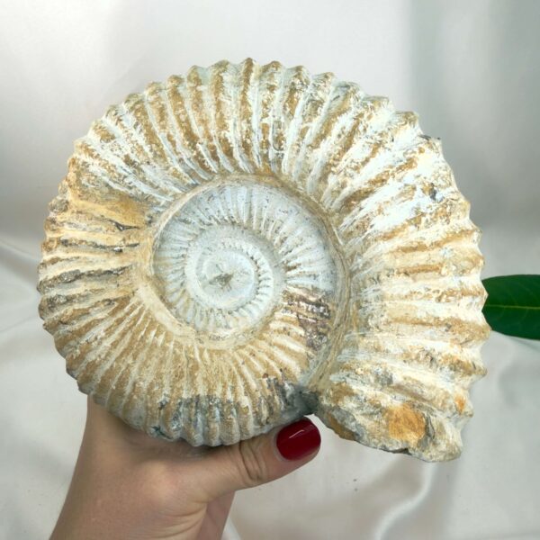 Ammonit Fossil Nr. 73 set forfra med tydelig spiralstruktur og naturlige ribber