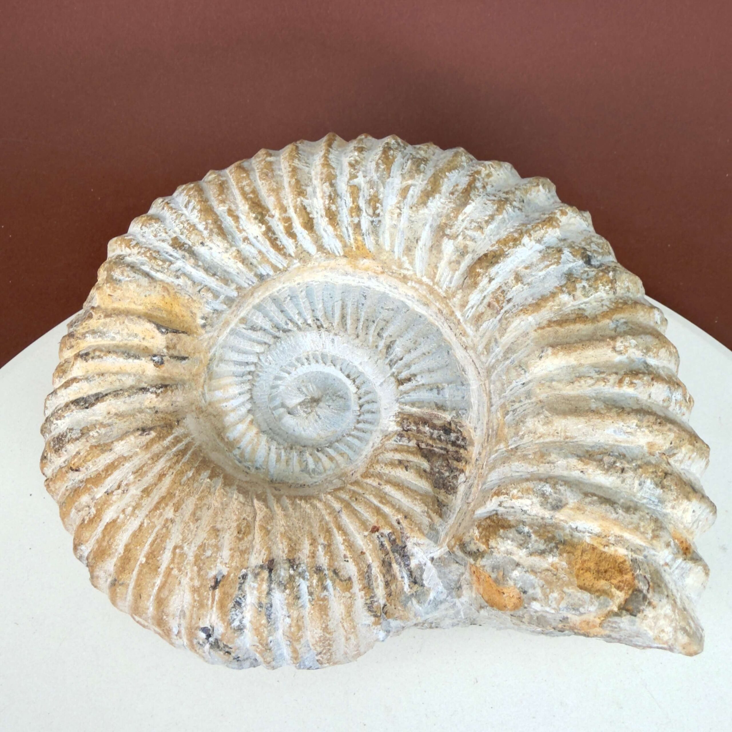 Unikt råt Ammonit fossil med naturlig overflade og individuelt bevaret form