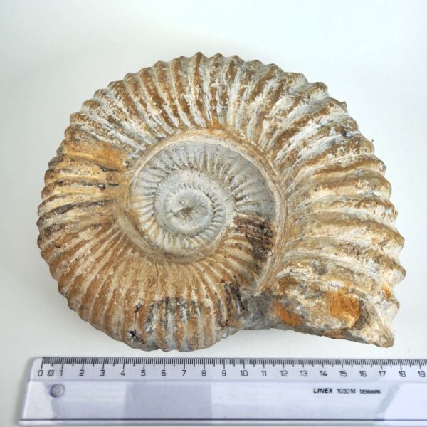 Unikt råt Ammonit fossil med naturlig overflade og individuelt bevaret form