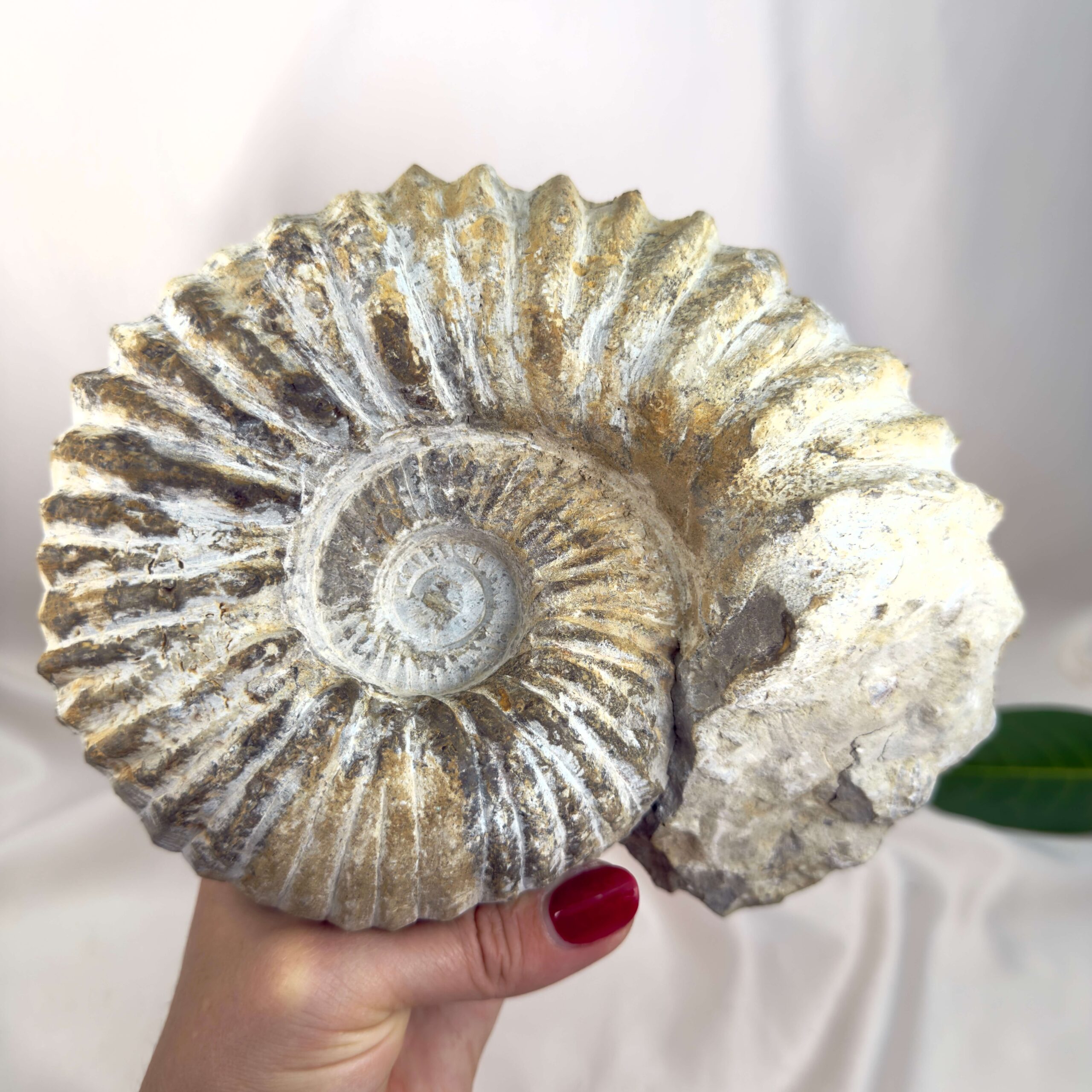 Ammonit Fossil Nr. 74 set forfra med rå overflade og karakteristisk ribbet spiral