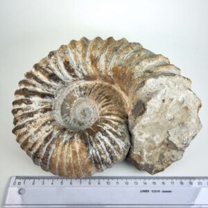 Naturligt Ammonit fossil med bevaret fossil struktur og uregelmæssig kant