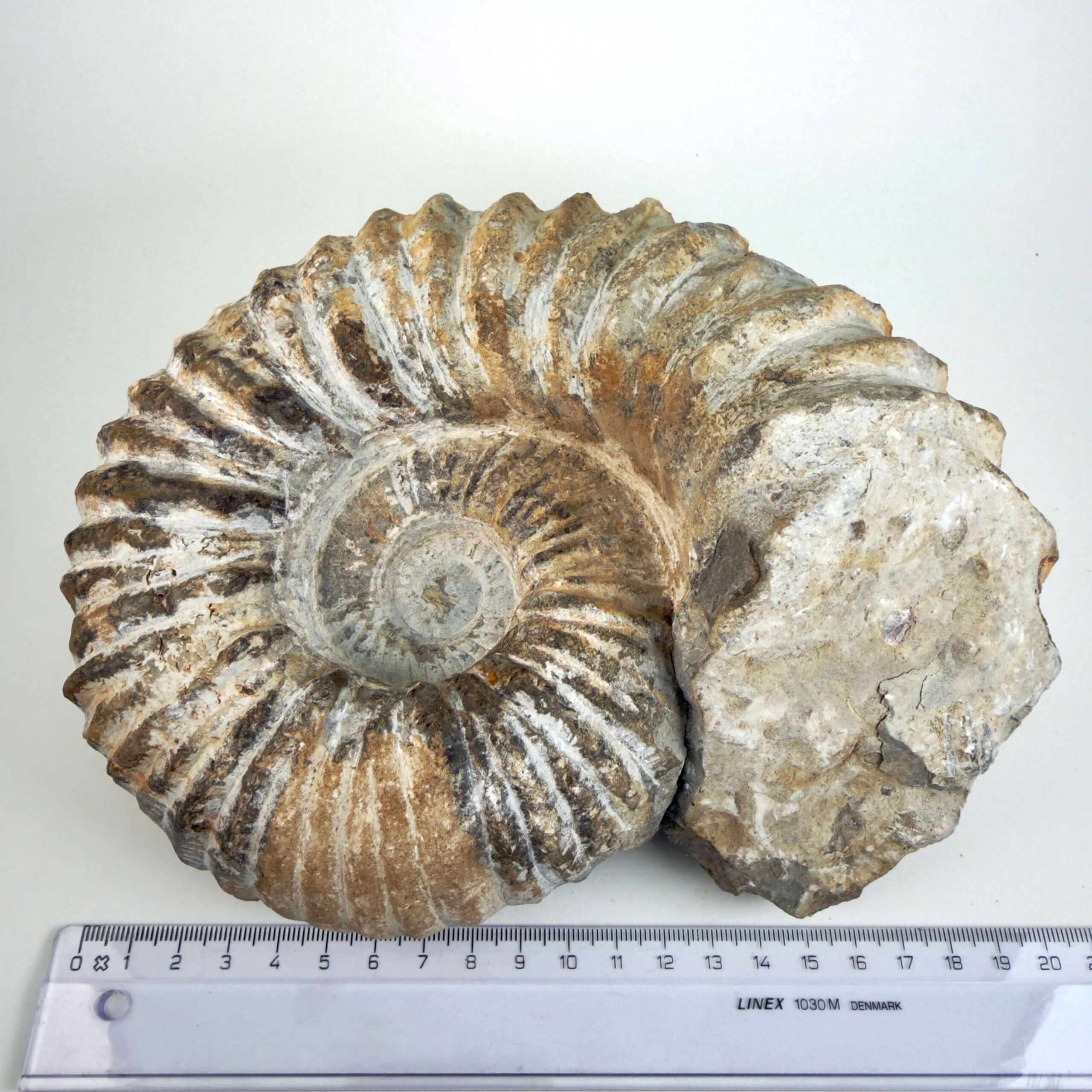 Naturligt Ammonit fossil med bevaret fossil struktur og uregelmæssig kant
