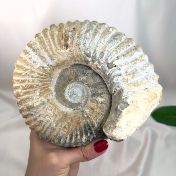 Ammonit Fossil Nr. 75 set forfra med naturlig spiralform og tydelige fossile ribber
