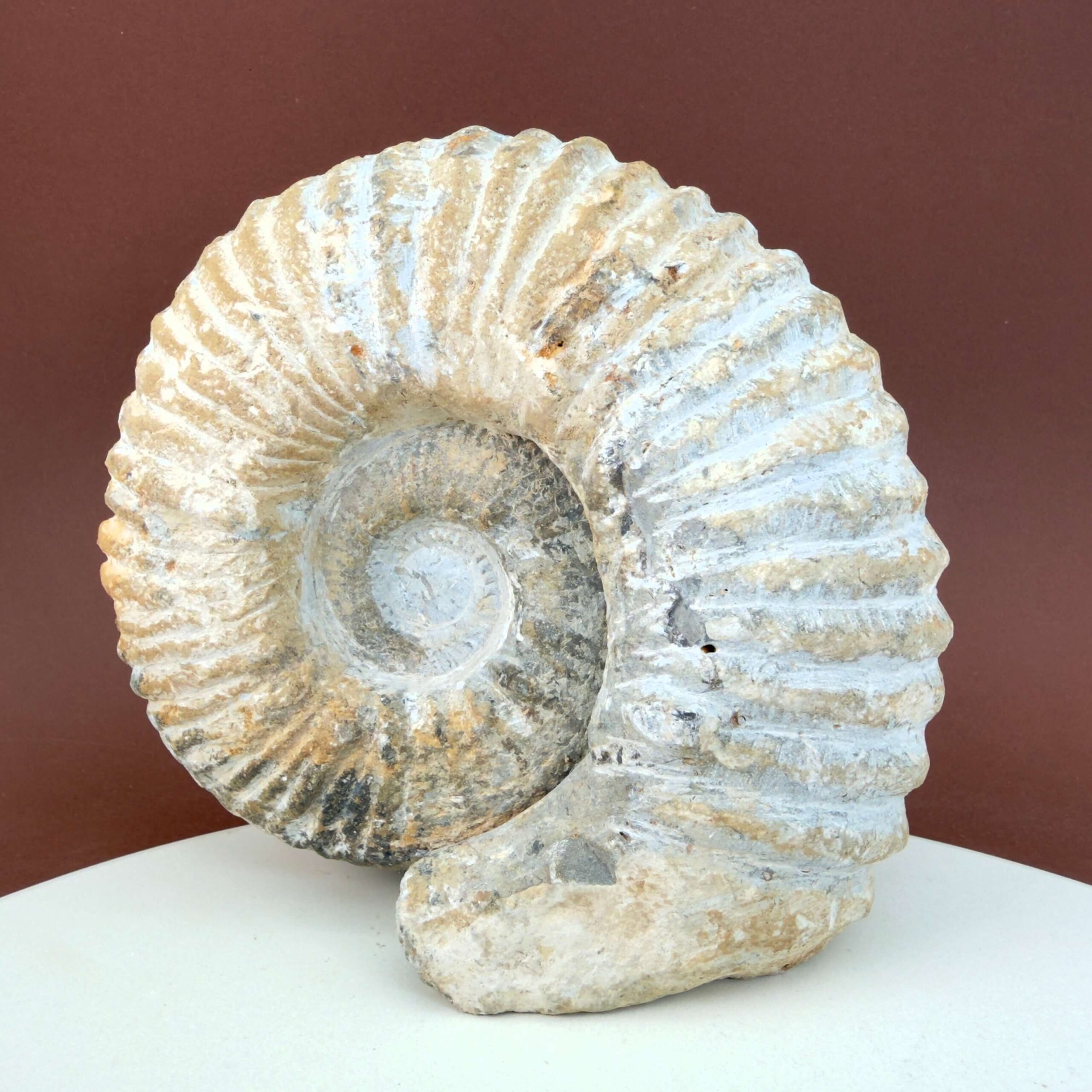 Unikt råt Ammonit fossil med bevaret skalstruktur og individuel naturlig form