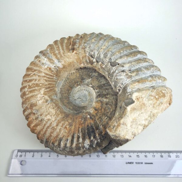 Unikt råt Ammonit fossil med bevaret skalstruktur og individuel naturlig form